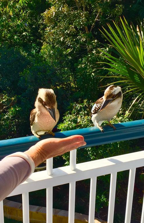 Balmoral Queenslander Brisbane Bagian luar foto